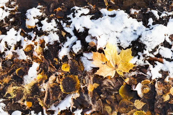 Folhas Caídas Sujas Cobertas Com Primeira Neve Chão Parque Urbano — Fotografia de Stock