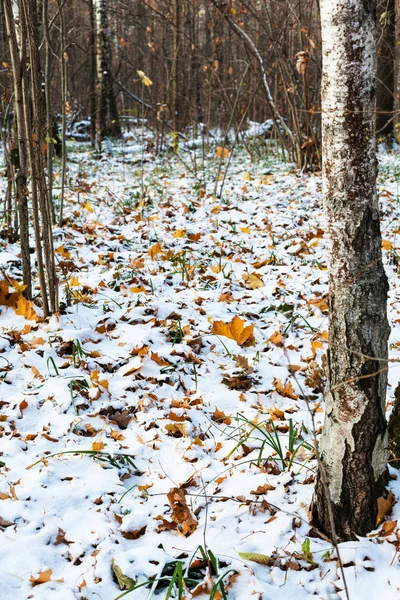 Вид Лес Городского Парка Покрытого Первым Снегом Холодный Осенний День — стоковое фото
