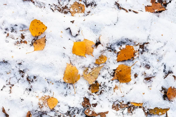 Feuilles Jaunes Tombées Sur Sol Forestier Couvert Première Neige Journée — Photo