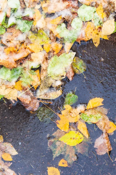 Viele Herabgefallene Blätter Kalten Herbsttagen Gefrorener Pfütze Vereist — Stockfoto