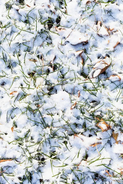 Bovenaanzicht Van Gazon Bedekt Met Eerste Sneeuw Herfstdag — Stockfoto