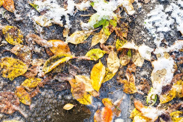 Top View Various Colorful Fallen Leaves Frozen Puddle Frosty Autumn — Stock Photo, Image