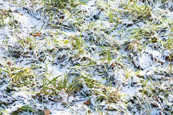 Herbe Verte Sur Pelouse Couverte Première Neige Dans Journée Froide — Photo