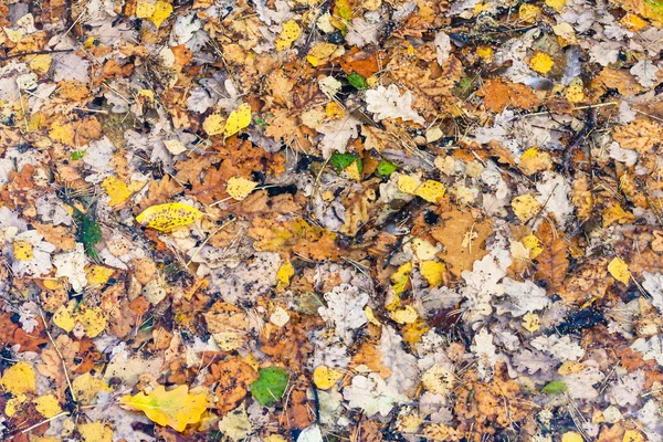 自然背景 许多落叶在森林河的冰水在寒冷的秋天 — 图库照片
