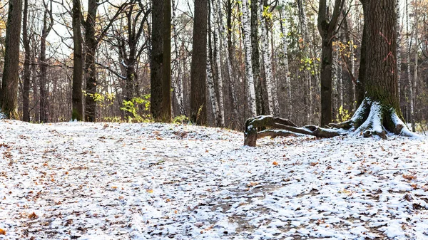 Поверхность Холма Покрыта Первым Снегом Лесу Городского Парка Холодный Осенний — стоковое фото