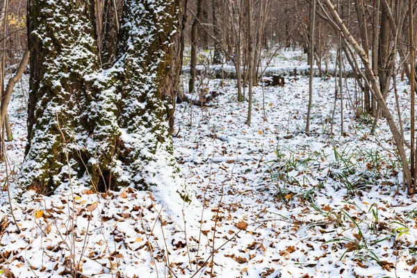 Forêt Parc Urbain Couvert Première Neige Journée Froide Automne — Photo