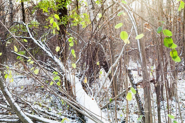 最後の最初の雪に覆われた森で折れた木太陽に照らされた葉します — ストック写真
