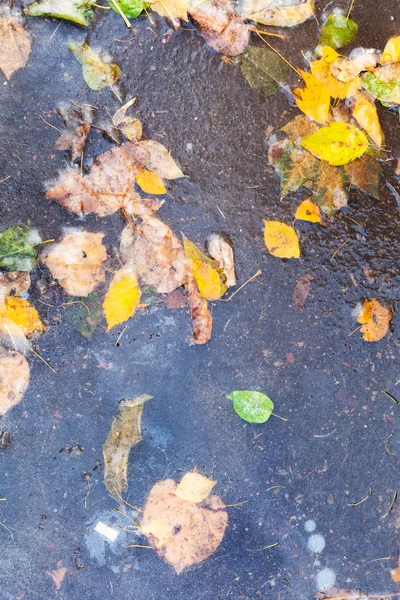Spadané Listí Ledu Zamrzlé Louže Chladné Podzimní Den — Stock fotografie