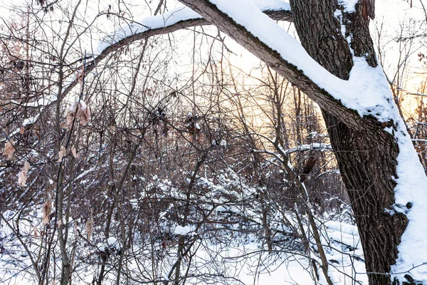 Густая Подлеска Заснеженном Городском Парке Зимнем Закате — стоковое фото