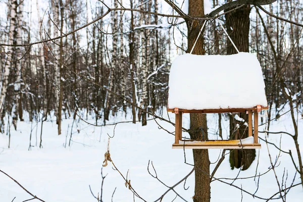 Wooden Wild Bird Feeder Tree Urban Park Winter Dusk — Stock Photo, Image