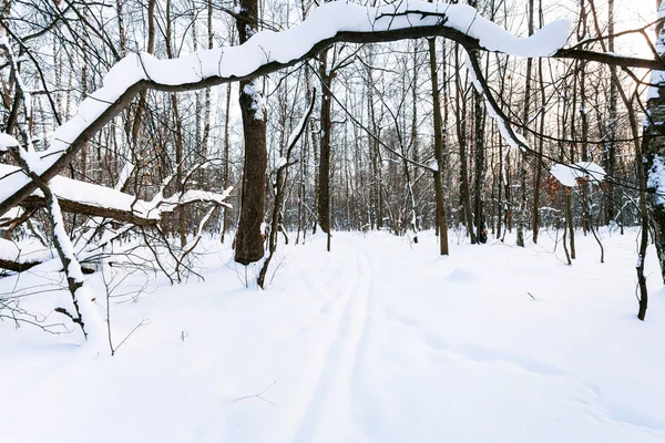 Snow Covered Tree Ski Track Urban Park Winter Twilight — Stock Photo, Image