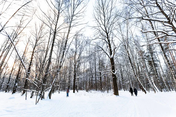 Ландшафт Заснеженного Городского Парка Зимние Сумерки — стоковое фото