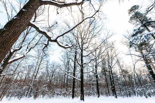 Oak Trees Meadow Covered Snow Urban Park Winter Twilight — Stock Photo, Image