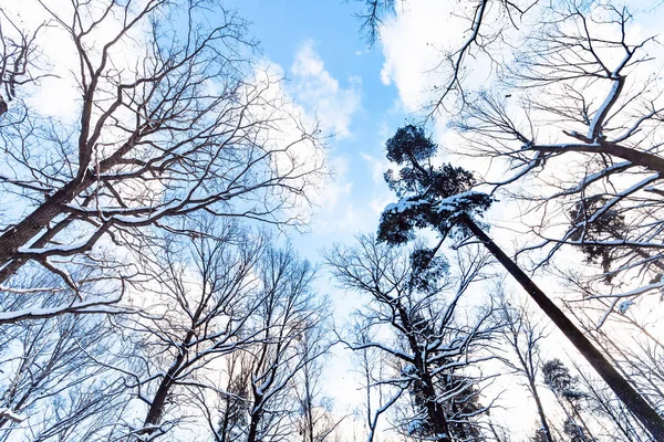 Vista Inferior Del Cielo Azul Con Nubes Blancas Entre Las —  Fotos de Stock