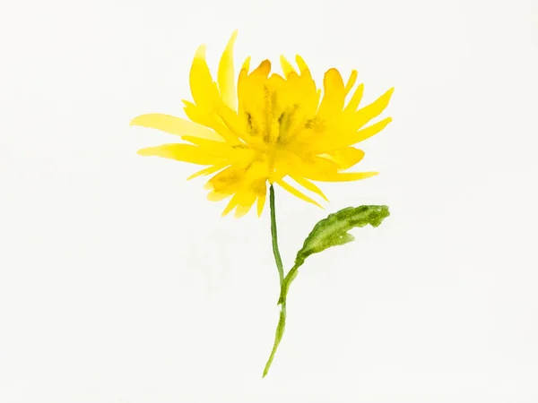 Training Drawing Sumi Suibokuga Style Watercolor Paints Yellow Chrysanthemum Flower — Stock Photo, Image