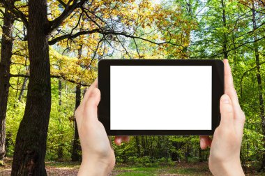 Seyahat konsepti - Moskova 'nın güneşli bir Ekim gününde çayırlarda güneşle aydınlatılan meşe ağaçlarının turistik fotoğrafları. Akıllı telefon ile boş ekran ve boş reklam yeri.