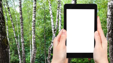 seyahat konsepti - Moskova 'da güneşli bir yaz gününde şehir parkındaki yeşil ormandaki beyaz huş ağaçlarının turistik fotoğrafları akıllı telefonlu, boş ekran ve reklam için boş yer