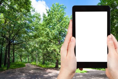 seyahat konsepti - Moskova 'da güneşli bir yaz gününde şehir parkındaki ormanlık alandaki meşe ağacının turistik fotoğrafları akıllı telefonlu, boş ekran ve reklam için boş yer