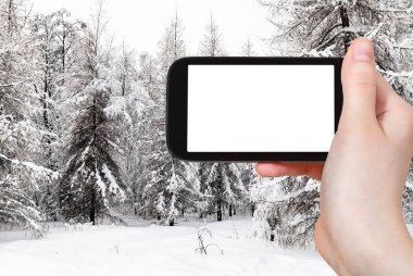 seyahat konsepti - Moskova 'da kış aylarında şehir parkında karlı köknar ve karlı ağaçlarının turistik fotoğrafları akıllı telefonlu boş ekran ve reklam için boş yer
