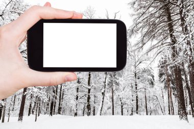 seyahat konsepti - Moskova 'da kış aylarında şehir parkında karla kaplı otlakların turistik fotoğrafları akıllı telefonlu boş ekran ve reklam için boş yer
