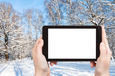 seyahat konsepti - Moskova 'daki şehir parkındaki ormanın kış aylarında çekilmiş fotoğrafları akıllı telefonlu boş ekran ve reklam için boş yer