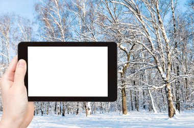 seyahat konsepti - Moskova 'daki şehir parkındaki ormanın kış aylarında çekilmiş fotoğrafları akıllı telefonlu boş ekran ve reklam için boş yer