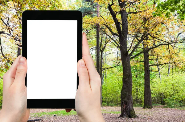 Reisconcept Toeristische Foto Van Eikenbos Het Zonnige Oktober Dag Moskou — Stockfoto