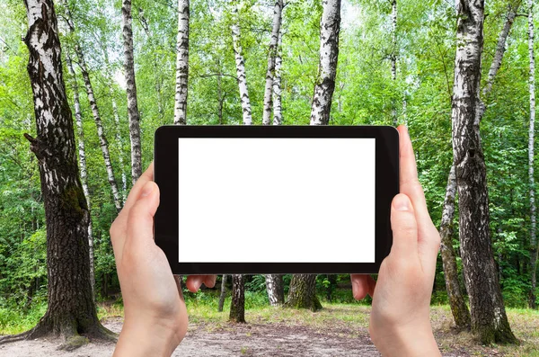 Reisconcept Toeristische Foto Van Berkenbomen Weide Groen Bos Stadspark Zonnige — Stockfoto