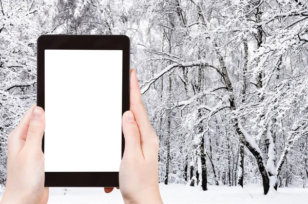 旅游理念 用智能手机拍摄的莫斯科市雪城公园白桦树的旅游照片 带有空白的截图屏幕 用于广告 — 图库照片