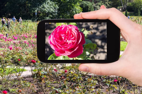 Travel Concept Tourist Photographs Rose Flowers Kislovodsk National Park Kislovodsk — Stock Photo, Image