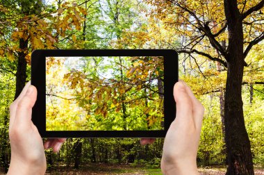 seyahat konsepti - Rusya 'nın başkenti Moskova' da güneşli bir Ekim gününde, ormanın çayırında güneşle aydınlatılan meşe ağacının turistik fotoğrafları