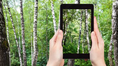 kavram - smartphone cep telefonu ile Moskova, Rusya yaz gününde yeşil orman ağaçlarında beyaz huş ağacı fotoğraflarını turizm seyahat