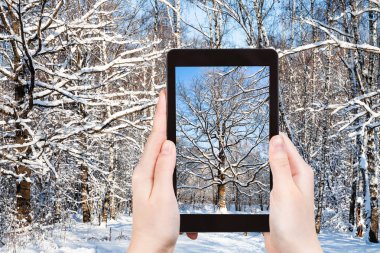seyahat konsepti - Rusya 'nın başkenti Moskova' da güneşli bir kış gününde şehir parkında karla kaplı meşe ağacının turistik fotoğrafları