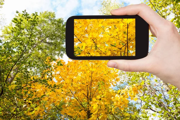 Koncepcja Podróży Fotografia Turystyczna Bujnych Żółtych Liści Klonu Lesie Słoneczny — Zdjęcie stockowe