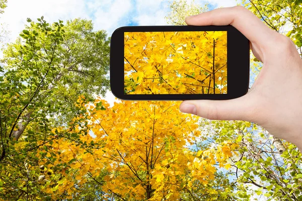 Concetto Viaggio Fotografie Turistiche Lussureggiante Fogliame Giallo Acero Nella Foresta — Foto Stock