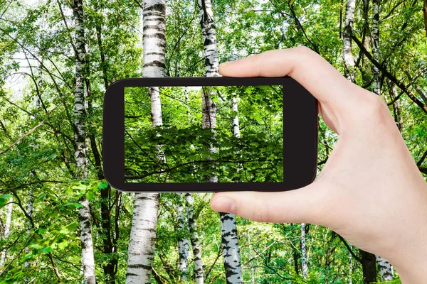 Conceito Viagem Fotografias Turísticas Bétulas Floresta Verde Dia Verão Smartphone — Fotografia de Stock