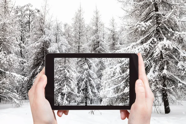 旅行のコンセプト ロシアのモスクワにあるスマートフォンで冬の森の雪のモミやカラマツの木の観光写真 — ストック写真