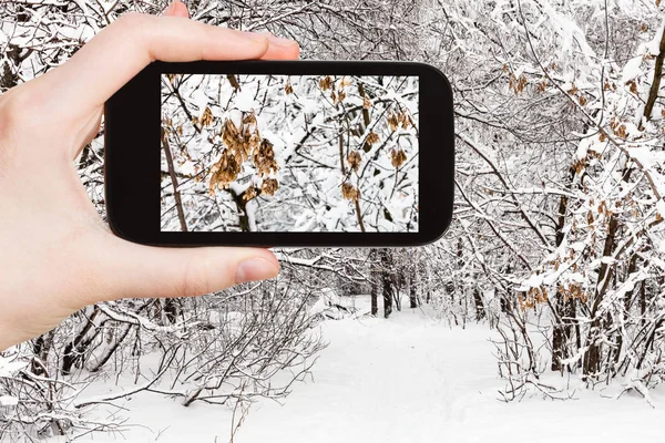 旅行のコンセプト ロシアのモスクワのスマートフォンで曇りの冬の日の都市公園の凍結葉の観光写真 — ストック写真