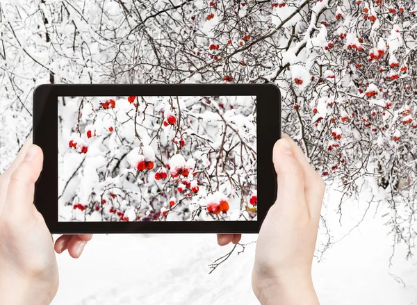 Reisekonzept Touristenfotos Von Schneebedeckten Weißdornbeeren Wald Bewölkten Wintertagen Auf Dem — Stockfoto