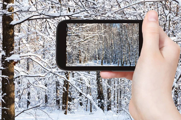 旅行のコンセプト ロシアのモスクワにあるスマートフォンで晴れた冬の日に森の中の雪に覆われた森の観光写真 — ストック写真