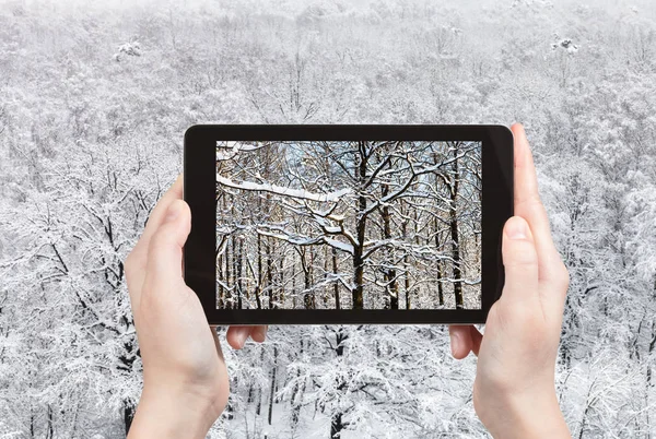 겨울에는 러시아 모스크바에서 스마트폰으로 참나무의 눈덮인 나뭇가지를 — 스톡 사진