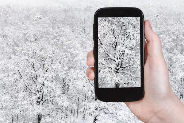 Utazási Koncepció Turista Fotók Hófával Borított Tölgyfáról Télen Erdőben Okostelefonon — Stock Fotó
