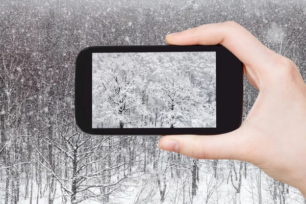 Cestovní Koncept Turistické Fotografie Zasněženého Dubového Háje Lese Zimě Smartphonu — Stock fotografie