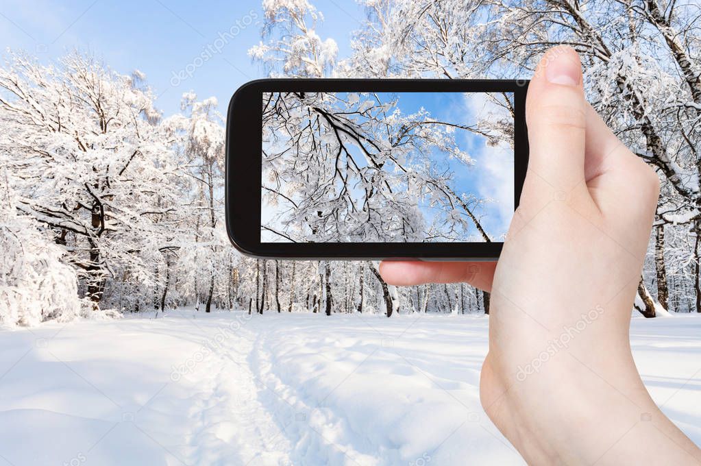 travel concept - tourist photographs of snow-covered trees in city park in sunny winter morning on smartphone in Moscow, Russia