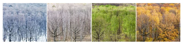 Kollaasi Ilmanäkymistä Metsään Neljässä Divisioonassa Vuodessa Talvi Kevät Kesä Syksy — kuvapankkivalokuva
