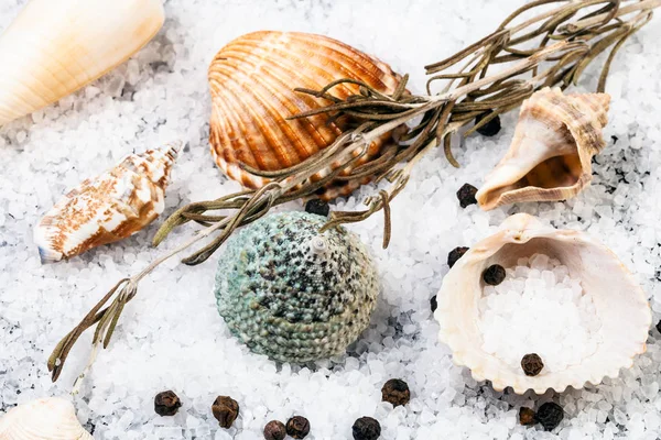 Still life with shells, Sea Salt and peppercorn — Stock Photo, Image