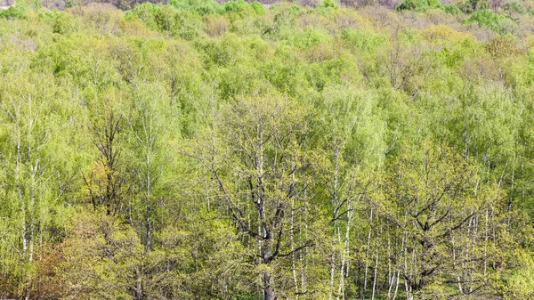 Vue panoramique sur les chênes verts en forêt au printemps — Photo