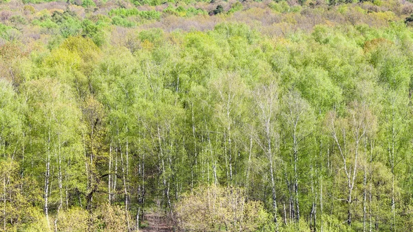 Панорамный вид на зеленые деревья в лесу весной — стоковое фото