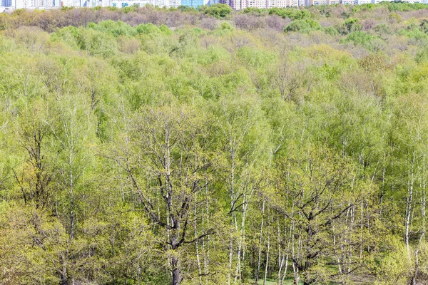 Ovanför beskåda av stadsparken med frodig grön lövverk — Stockfoto