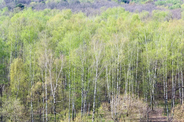 Nad widokiem lasu z pierwszymi listwami na wiosnę — Zdjęcie stockowe